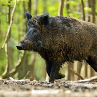 Wildschwein