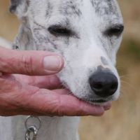 Whippet Kopf
