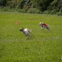 Sloughi Coursing