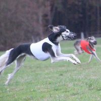 Ergebnisse Coursing 2019