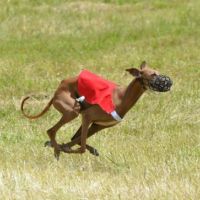 Coursing-Europameisterschaft in Velke Pole