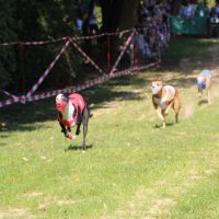 Impressionen vom Windhundrennen