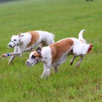 Coursing-Training in Babenhausen