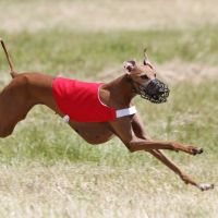 Coursing in Volkmarsen