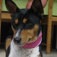 Die Basenji-Hündin Tamulara Akilah gewann am 28.August 2016 das Rennen in Venlo NL