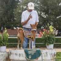 Basenji-Hündin Yulara Ruya sichert dich den Titel