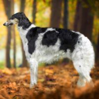 Barsoihündin Ischyma Winona