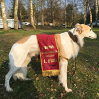Silken-Windsprite gewinnt Coursing Silken-Windsprite gewinnt Coursing