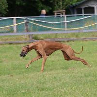 Azawakh Coursing Azawakh Coursing