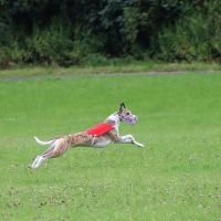 Whippet Coursing Whippet Coursing