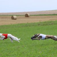 Coursing Lani Coursing Lani