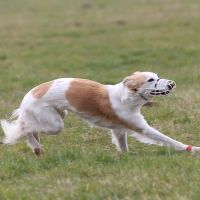 Coursing Training 2016 Coursing Training 2016
