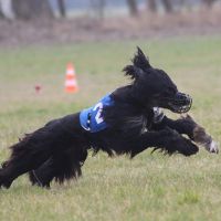 Coursing Training 2016 Coursing Training 2016