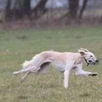 Coursing Training 2016 Coursing Training 2016