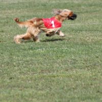 Ein erfolgreicher Juni für unseren Haburanda Ein erfolgreicher Juni für unseren Haburanda