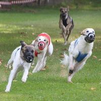 Rennen der Silken Windsprite Rennen der Silken Windsprite