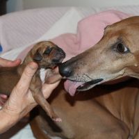 Azawahk-Nachwuchs Azawahk-Nachwuchs