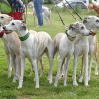 Whippets Whippets