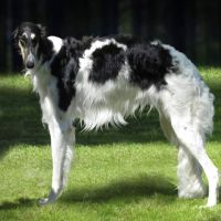 Barsoihündin Ischyma Winona in Nürnberg erfolgreich Barsoihündin Ischyma Winona in Nürnberg erfolgreich